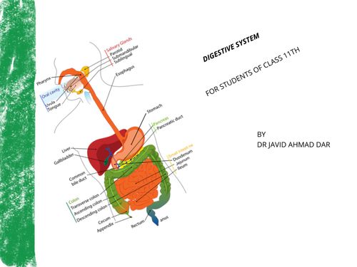 Book Creator Digestive System 