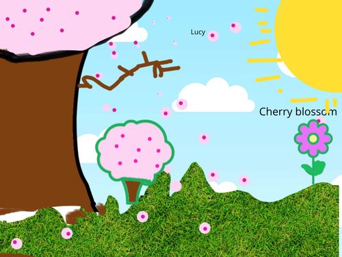 Cherry Blossoms