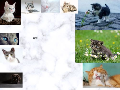 Book Creator | cats