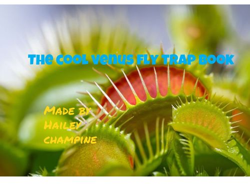 The Cool Venus Fly Trap