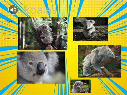 book-creator-koala