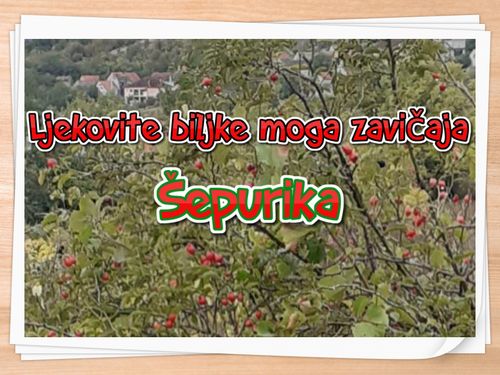 Šepurika