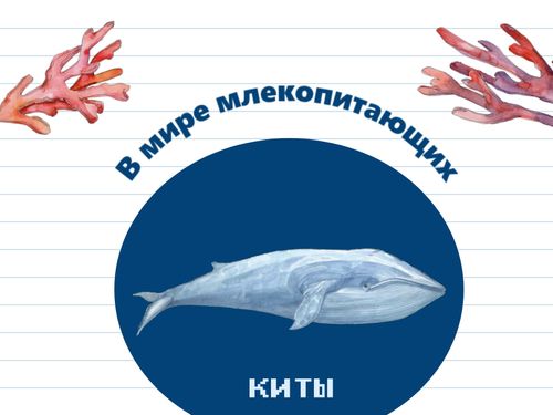 Book Creator | В мире млекопитающих. Книга о китах