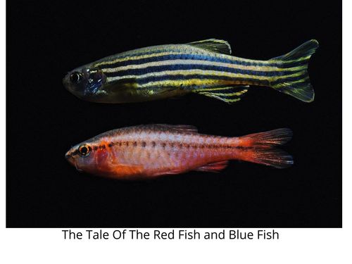 Book Creator | The Tale of the Red Fish and the Blue Fish