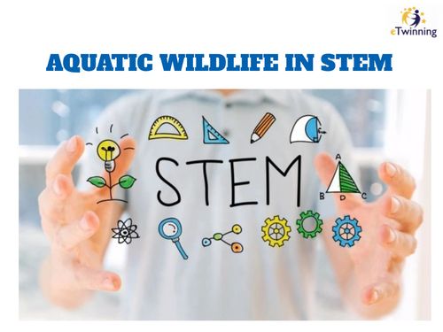 AQUATIC WILDLIFE IN STEM