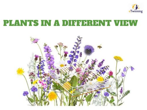 PLANTS IN A DIFFERENT VIEW