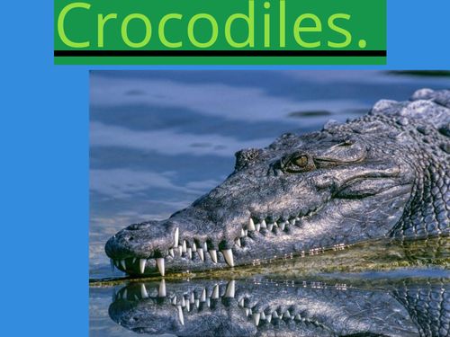 Book Creator | Crocodiles