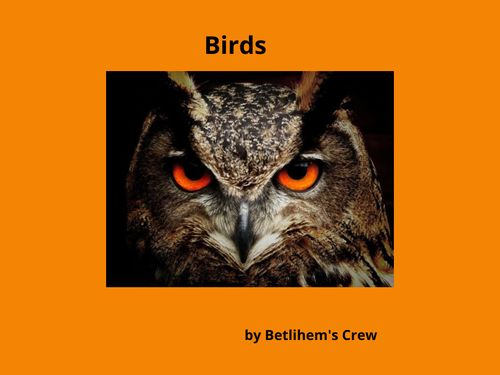 Book Creator | Birds