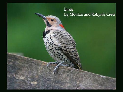 Book Creator | Birds