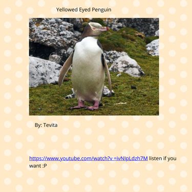 Yellow eyed Penguin