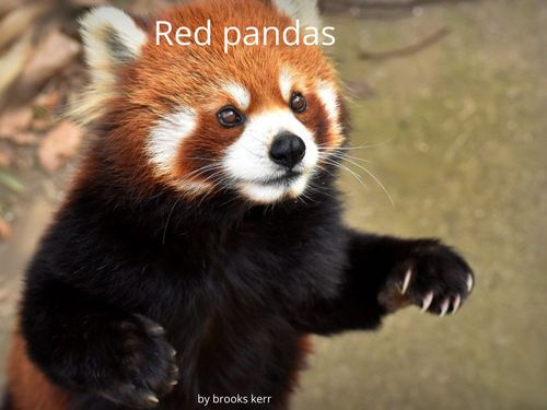 Book Creator | rad pandas