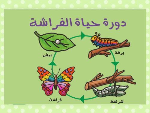 book-creator