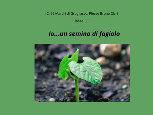 Io...un semino di fagiolo