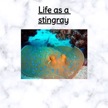 Life as a stingray