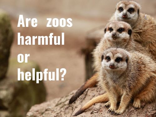 Are Zoos Harmful Or Helpful