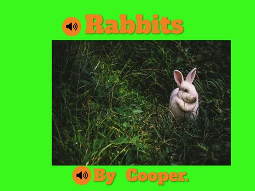 Book Creator | Rabbit