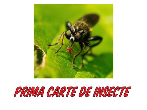 Book Creator | primacartedeinsecte