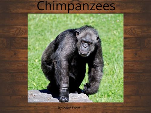 Book Creator | Chimpanzee