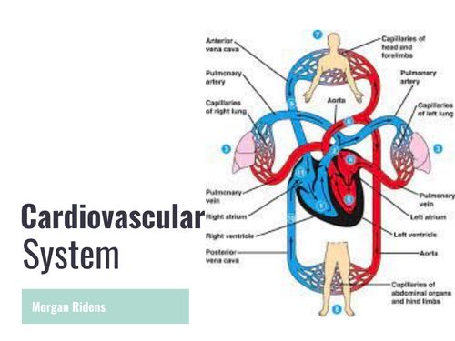 Book Creator | Cardiovascular Book