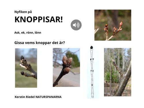 Book Creator | KNOPPISAR på ask, ek, rönn, lönn