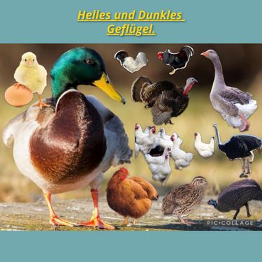 Book Creator | Mastgeflügel