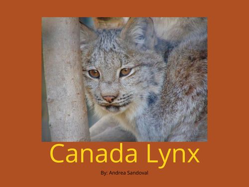 Book Creator Canada Lynx