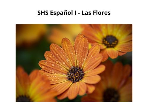 SHS Español I - Las Flores 