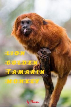 Lion Golden Tamarin Monkey