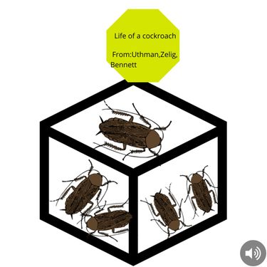 Book Creator | Life cycle of a cockroach