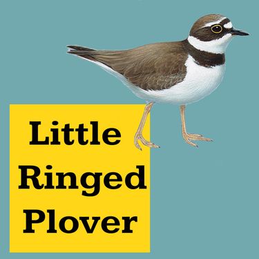 Book Creator | Little Ring Plover