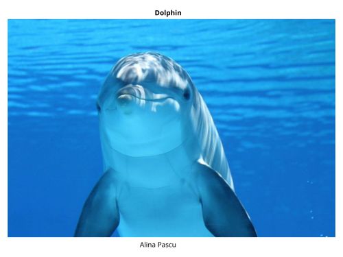 Book Creator | Dolphins