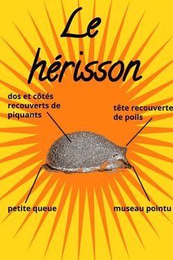 Book Creator | Essai - Le hérisson