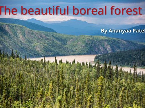 Book Creator | The Beautiful Boreal Forest Biome