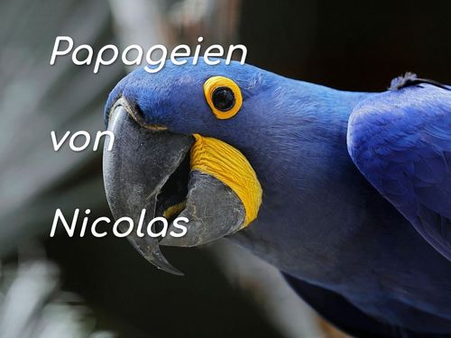 Papageien