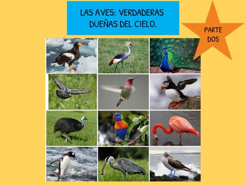 LAS AVES: VERDADERAS DUEÑAS DEL CIELO. PARTE DOS