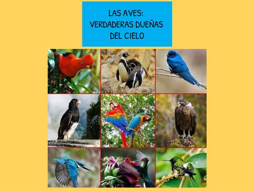 LAS AVES: VERDADERAS DUEÑAS DEL CIELO