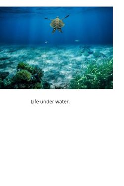 Book Creator | life under water