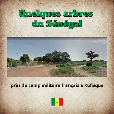 Les arbres du Sénégal