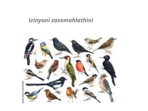 Book Creator | IZINYONI ZASENDLE