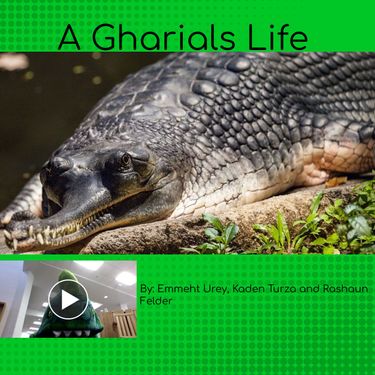 Book Creator | A Gharial's Life