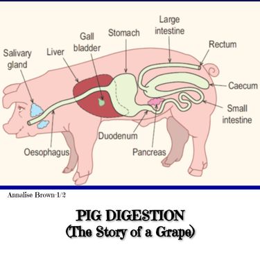 Book Creator | Pig Digestion