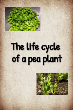 Book Creator | The life cycle of a pea plant