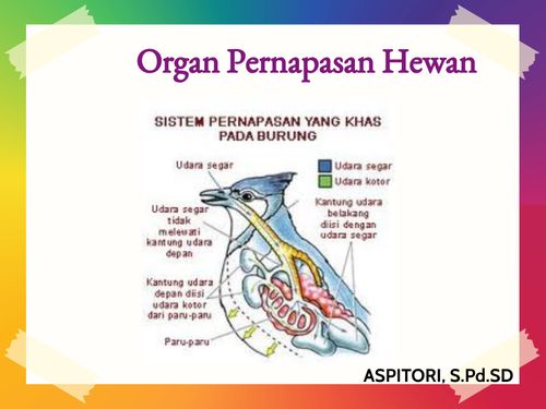 Sistem Pernapasan Hewan Hot Sex Picture