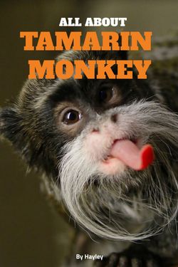 All About Tamarin Monkies