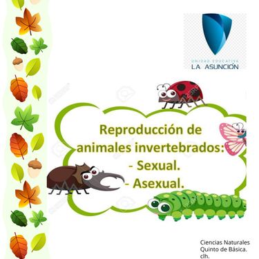 Book Creator | reproduccion animales invertebrados