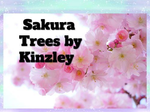 Sakura Trees 