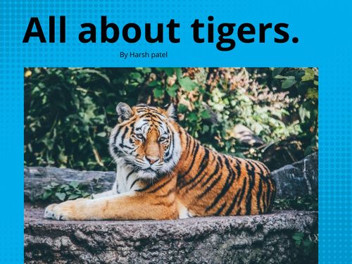 Book Creator Tigers