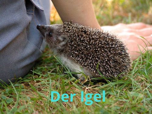 Der Igel