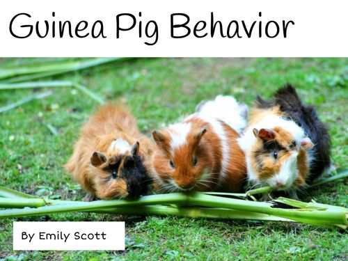 Curated visual reference: Book Creator Photo Inspiration